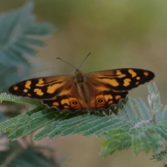 Heteronympha banksii (Banks' Brown) at Paddys River, ACT - 11 Feb 2019 by DPRees125