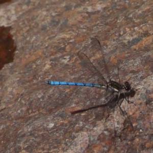 Diphlebia lestoides at Paddys River, ACT - 12 Dec 2018 03:35 PM