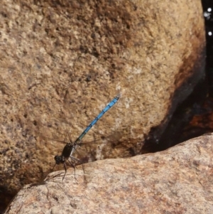 Diphlebia lestoides at Paddys River, ACT - 12 Dec 2018