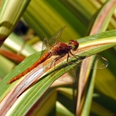 Diplacodes haematodes (Scarlet Percher) at National Zoo and Aquarium - 10 Feb 2019 by RodDeb