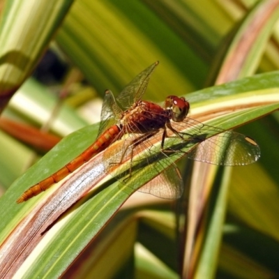 Diplacodes haematodes (Scarlet Percher) at Molonglo Valley, ACT - 10 Feb 2019 by RodDeb