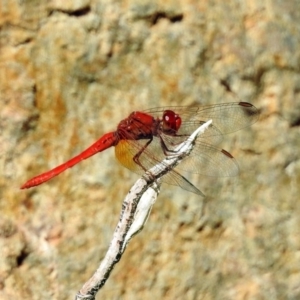 Diplacodes haematodes at Molonglo Valley, ACT - 11 Feb 2019