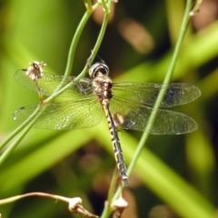 Hemicordulia australiae (Australian Emerald) at Molonglo Valley, ACT - 11 Feb 2019 by RodDeb
