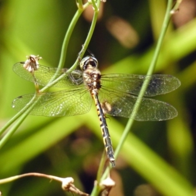 Hemicordulia australiae (Australian Emerald) at Molonglo Valley, ACT - 10 Feb 2019 by RodDeb