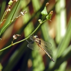 Hemicordulia australiae at Molonglo Valley, ACT - 11 Feb 2019