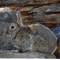 Oryctolagus cuniculus (European Rabbit) at National Zoo and Aquarium - 11 Feb 2019 by RodDeb
