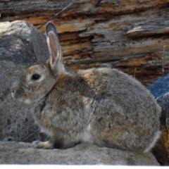 Oryctolagus cuniculus (European Rabbit) at Molonglo Valley, ACT - 10 Feb 2019 by RodDeb