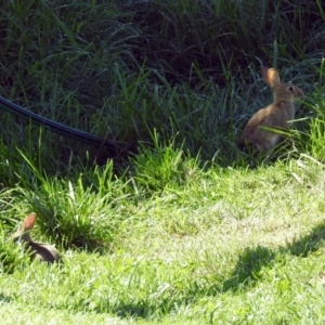 Oryctolagus cuniculus at Molonglo Valley, ACT - 11 Feb 2019