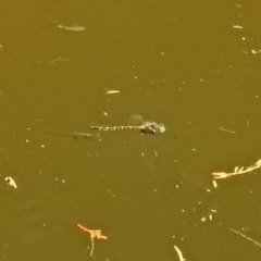 Hemicordulia australiae at Molonglo Valley, ACT - 11 Feb 2019