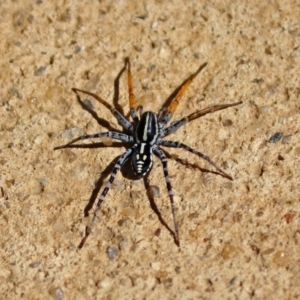 Nyssus coloripes at Molonglo Valley, ACT - 11 Feb 2019