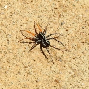 Nyssus coloripes at Molonglo Valley, ACT - 11 Feb 2019