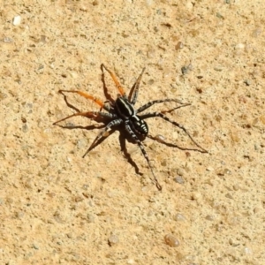 Nyssus coloripes at Molonglo Valley, ACT - 11 Feb 2019 11:15 AM