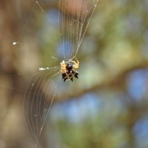 Austracantha minax at Molonglo Valley, ACT - 11 Feb 2019