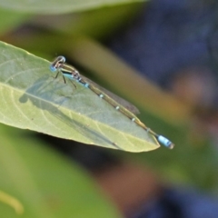 Austroagrion watsoni (Eastern Billabongfly) at Acton, ACT - 11 Feb 2019 by RodDeb