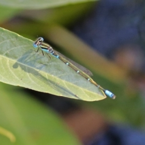 Austroagrion watsoni at Acton, ACT - 11 Feb 2019