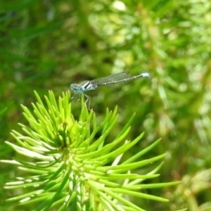 Austroagrion watsoni at Acton, ACT - 11 Feb 2019