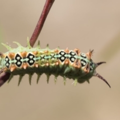 Doratifera quadriguttata and casta (Four-spotted Cup Moth) at Lyons, ACT - 12 Feb 2019 by Alison Milton