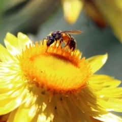 Lasioglossum (Chilalictus) sp. (genus & subgenus) at Acton, ACT - 11 Feb 2019 02:13 PM