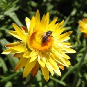 Lasioglossum (Chilalictus) sp. (genus & subgenus) at Acton, ACT - 11 Feb 2019 02:13 PM