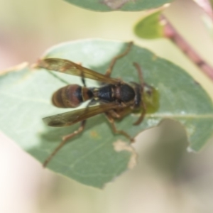 Polistes (Polistella) humilis at Lyons, ACT - 12 Feb 2019