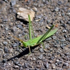 Acrida conica (Giant green slantface) at Acton, ACT - 11 Feb 2019 by RodDeb