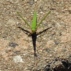 Acrida conica at Acton, ACT - 11 Feb 2019 03:26 PM