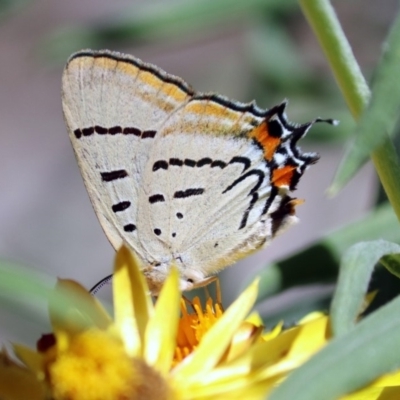 Jalmenus evagoras (Imperial Hairstreak) at Acton, ACT - 11 Feb 2019 by RodDeb