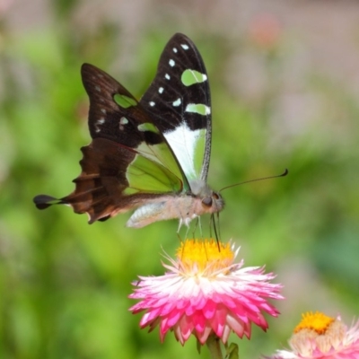 Graphium macleayanum (Macleay's Swallowtail) at Acton, ACT - 10 Feb 2019 by TimL