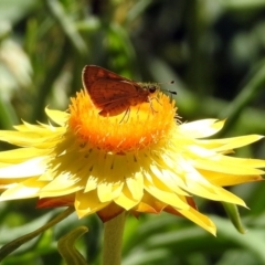 Ocybadistes walkeri at Acton, ACT - 11 Feb 2019 02:01 PM