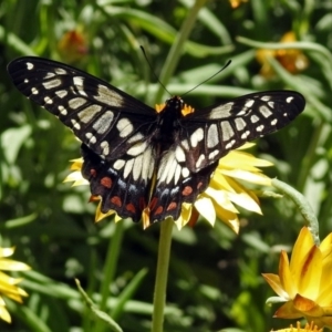 Papilio anactus at Acton, ACT - 11 Feb 2019 01:55 PM