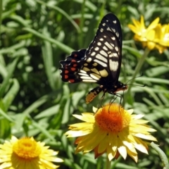 Papilio anactus at Acton, ACT - 11 Feb 2019 01:55 PM