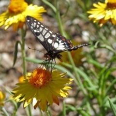 Papilio anactus at Acton, ACT - 11 Feb 2019 01:55 PM