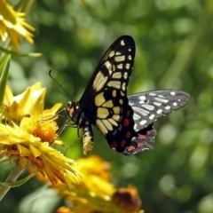 Papilio anactus at Acton, ACT - 11 Feb 2019 01:55 PM