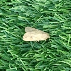 Mythimna (Pseudaletia) convecta at Harrison, ACT - 11 Feb 2019 07:05 PM