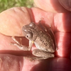 Litoria peronii (Peron's Tree Frog, Emerald Spotted Tree Frog) at Harrison, ACT - 11 Feb 2019 by davobj