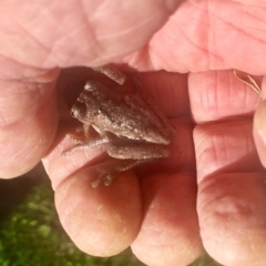 Litoria peronii at Harrison, ACT - 11 Feb 2019 10:35 AM