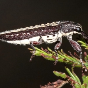 Rhinotia adelaidae at Majura, ACT - 11 Feb 2019 10:09 PM