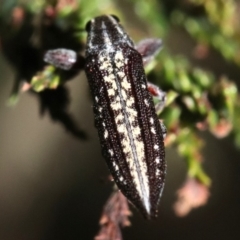 Rhinotia adelaidae at Majura, ACT - 11 Feb 2019