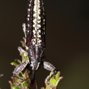 Rhinotia adelaidae at Majura, ACT - 11 Feb 2019