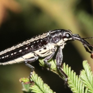 Rhinotia sp. (genus) at Majura, ACT - 11 Feb 2019