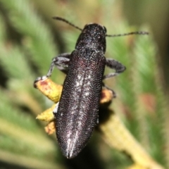 Rhinotia sp. in brunnea-group (A belid weevil) at Majura, ACT - 11 Feb 2019 by jbromilow50