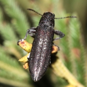 Rhinotia sp. in brunnea-group at Majura, ACT - 11 Feb 2019 10:19 PM