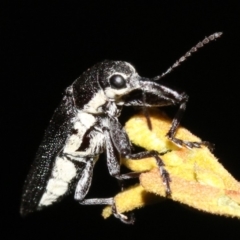 Rhinotia sp. in brunnea-group at Majura, ACT - 11 Feb 2019 10:19 PM