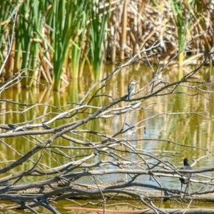 Todiramphus sanctus at Fyshwick, ACT - 10 Feb 2019