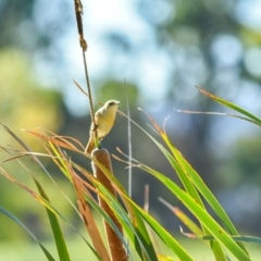 Acrocephalus australis (Australian Reed-Warbler) at Fyshwick, ACT - 10 Feb 2019 by frostydog