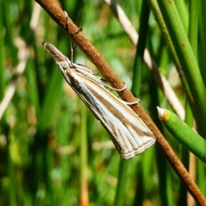 Hednota species near grammellus at Paddys River, ACT - 10 Feb 2019