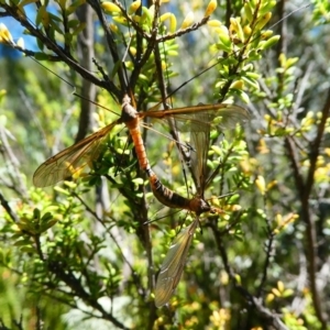 Leptotarsus (Macromastix) sp. (genus & subgenus) at Paddys River, ACT - 10 Feb 2019