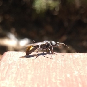 Myrmecia piliventris at Acton, ACT - 11 Feb 2019