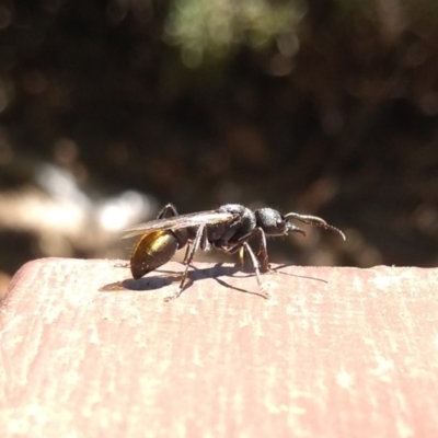 Myrmecia piliventris (Golden tail bull ant) at ANU Kingsley Precinct - 11 Feb 2019 by MattM