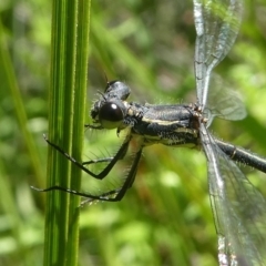 Griseargiolestes intermedius (Alpine Flatwing) at Paddys River, ACT - 10 Feb 2019 by HarveyPerkins